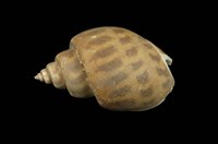 藏品(象牙鳳螺)的圖片